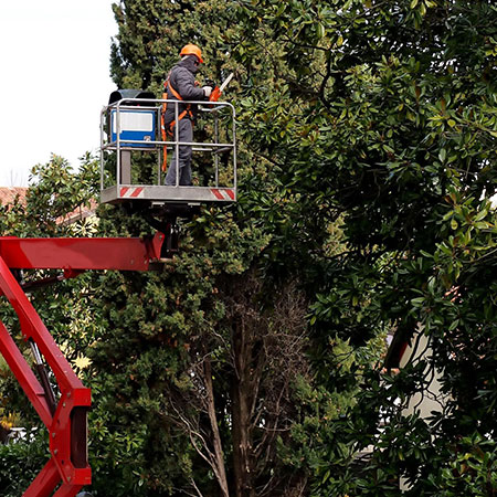 ISO 9001 for the Arboriculture company